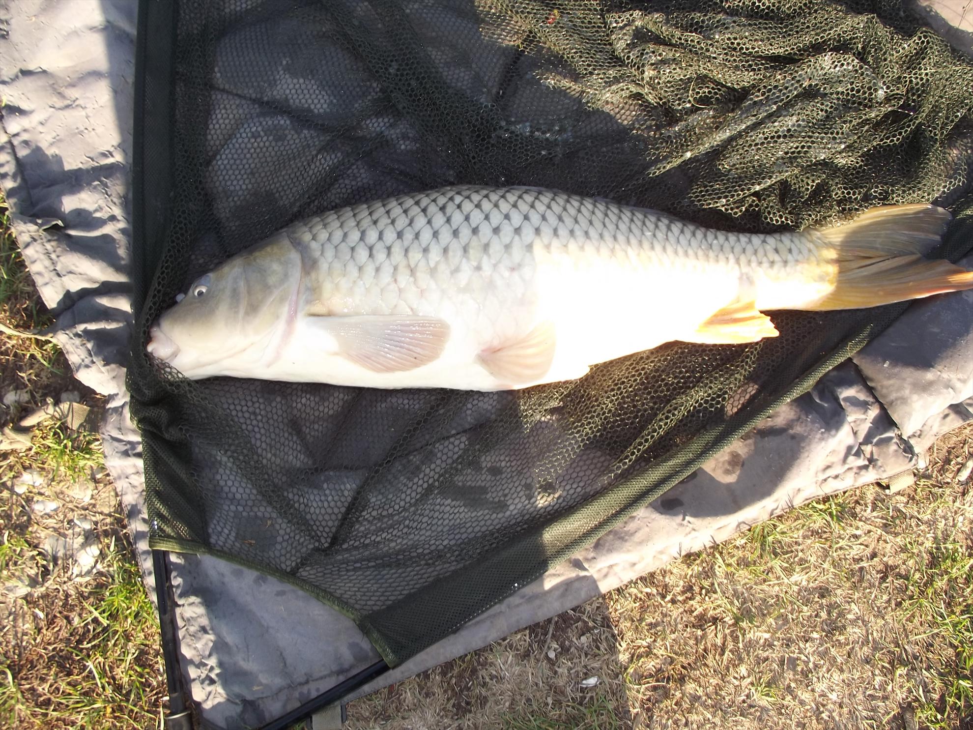 pescuit M.Vlasiei  2012 - dscf0279.JPG